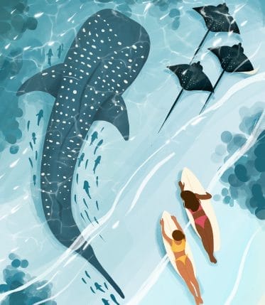 An illustration of two girls on surfboards with a whale shark and manta rays near them in the water