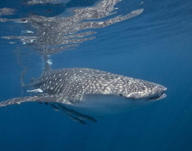 Front view of a whale shark