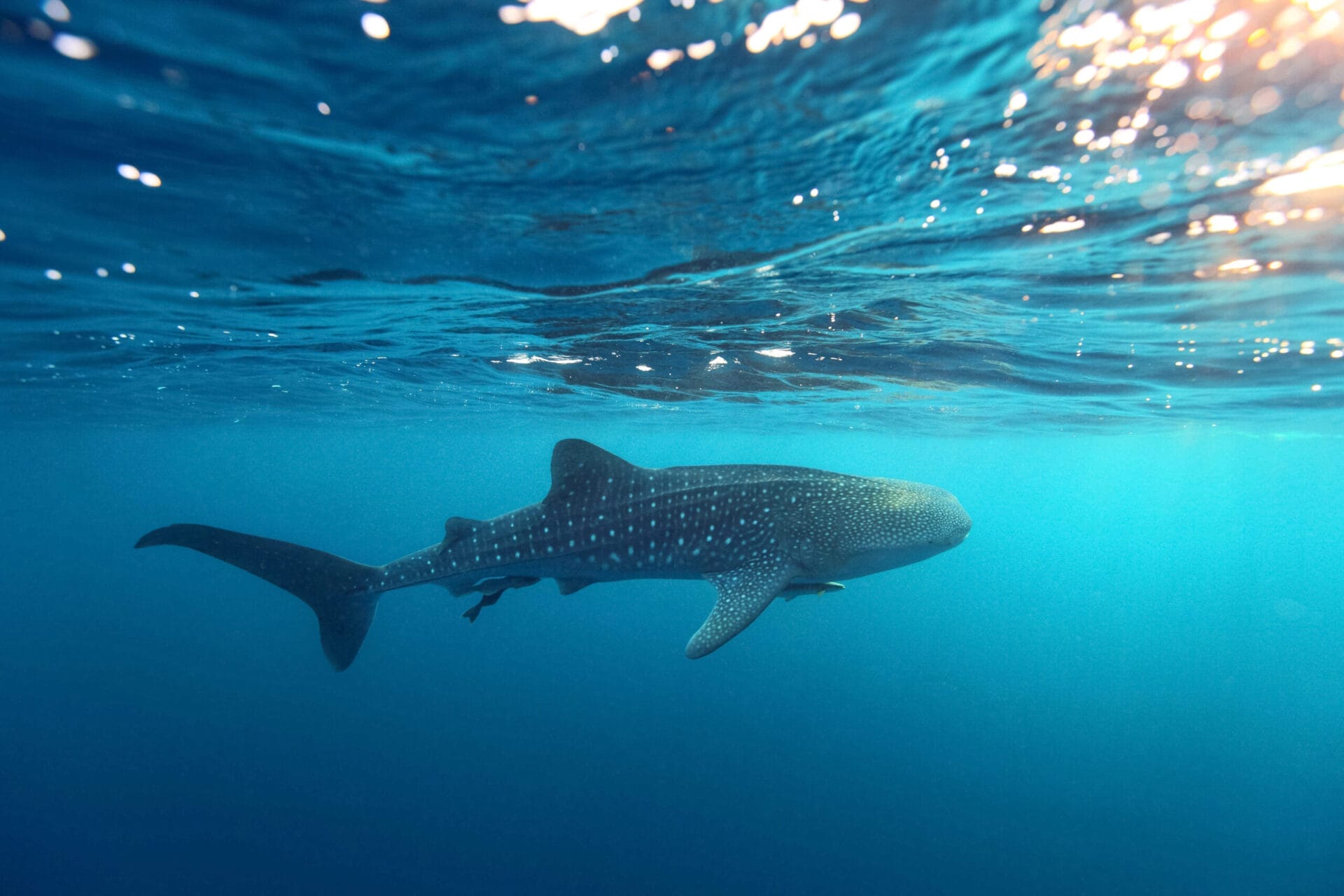 A whale shark underwater