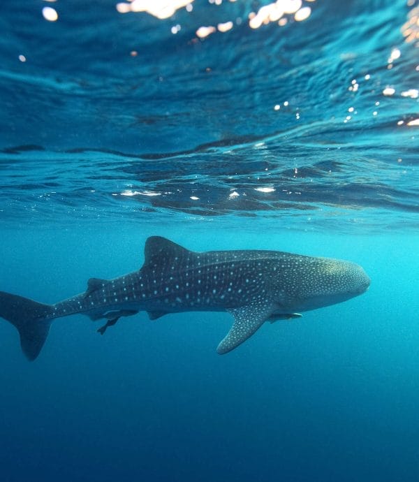 A whale shark underwater