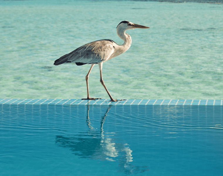 A heron walking along the side of a pool at Nova Maldives