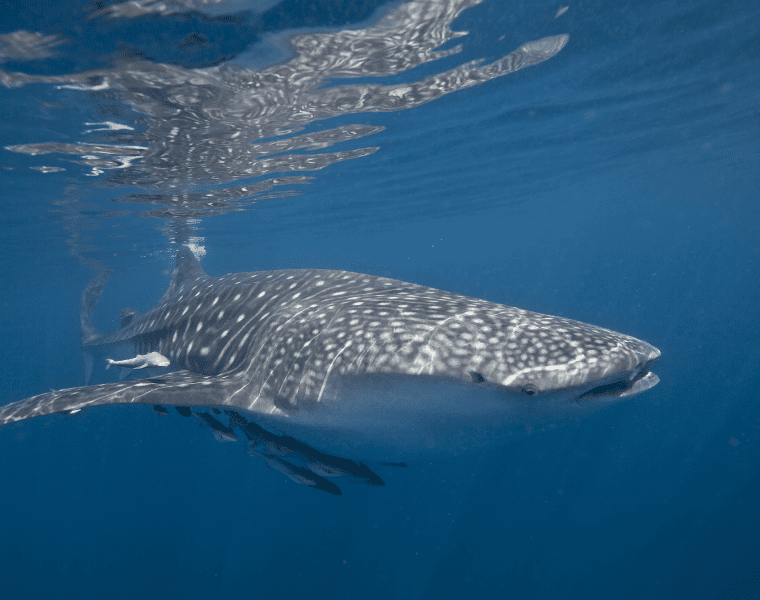 Whale shark underwater