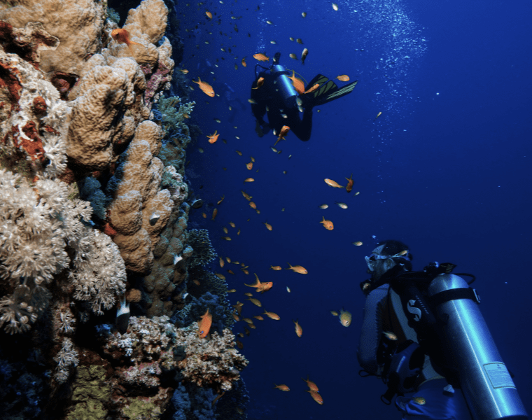 Underwater shot with coral reef and marine life