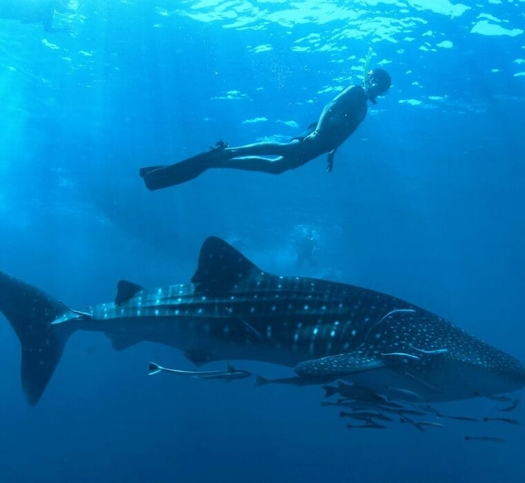 A snorkeller above a whale shark