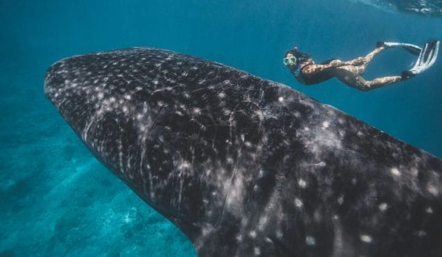 Whale shark snorkelling