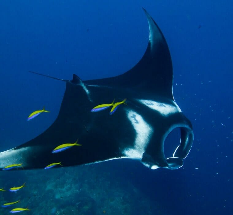 Manta ray