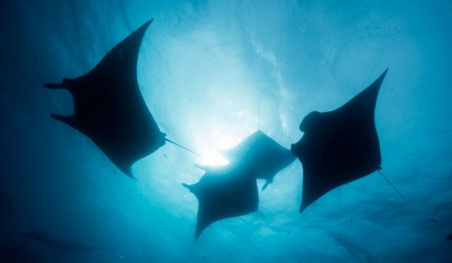 Silhouettes of four manta rays underwater with the sun shining above them