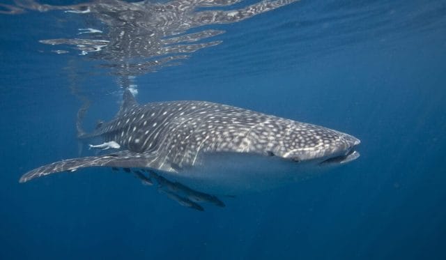 Front view of whale shark