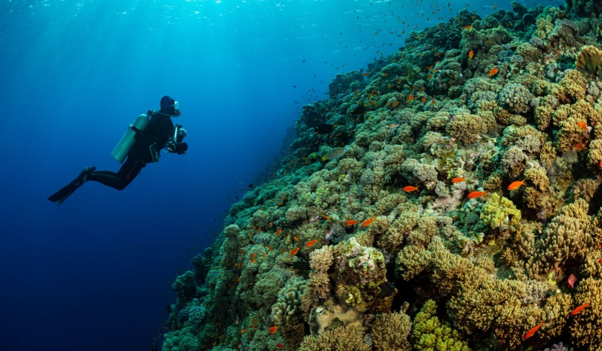 Diver underwater near a coral reef
