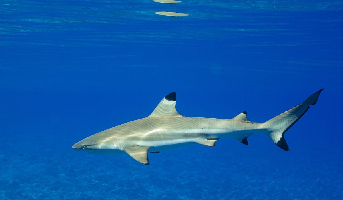 Black tip reef shark