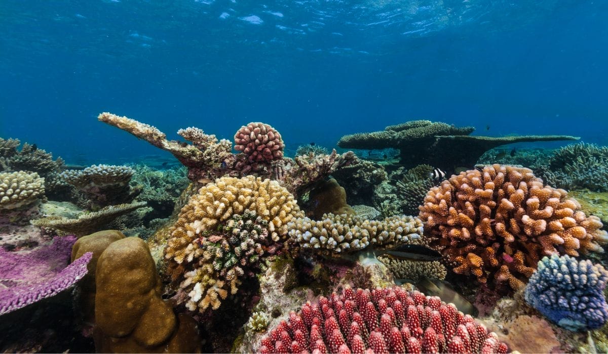 Colorful underwater scene with coral reefs and tropical fish.