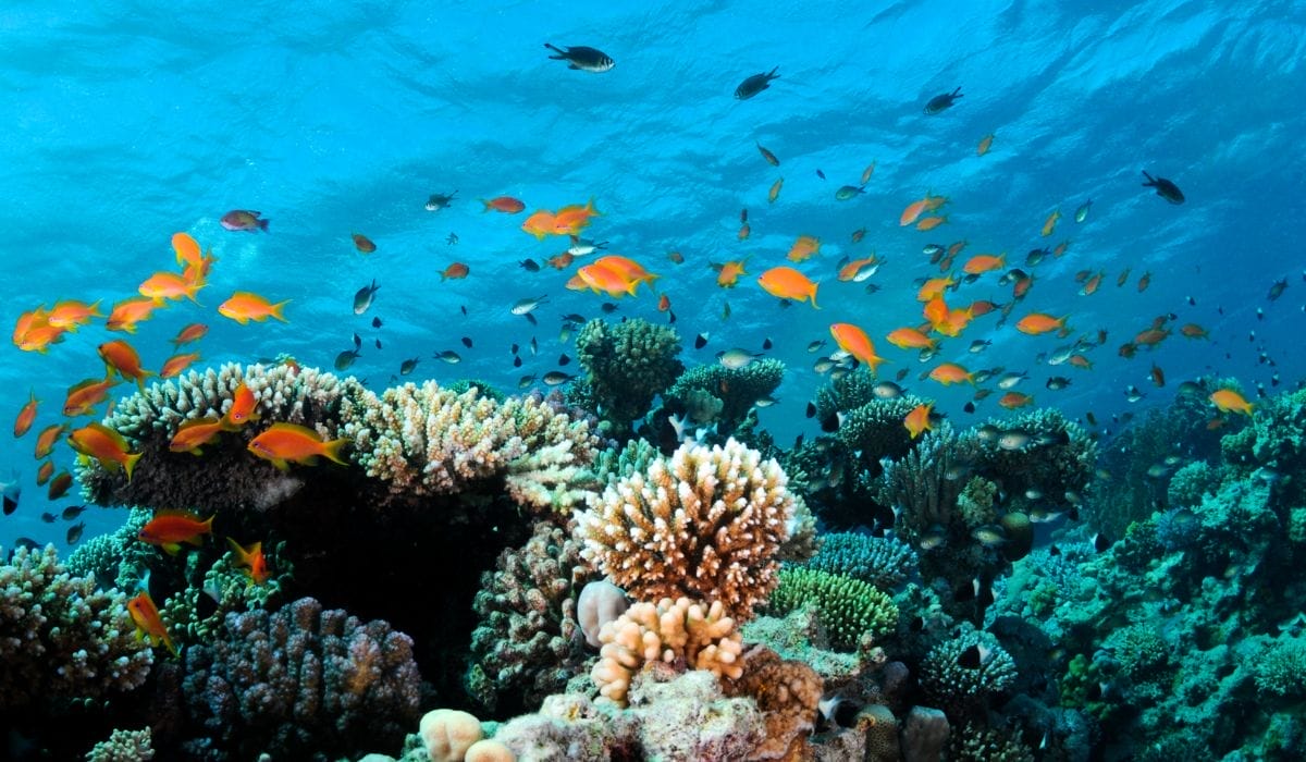 Colorful underwater scene with coral reefs and tropical fish