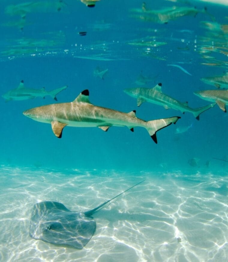 Underwater scene of blacktip reef sharks swimming above a sandy seabed, accompanied by a stingray gliding near the ocean floor in clear blue water.