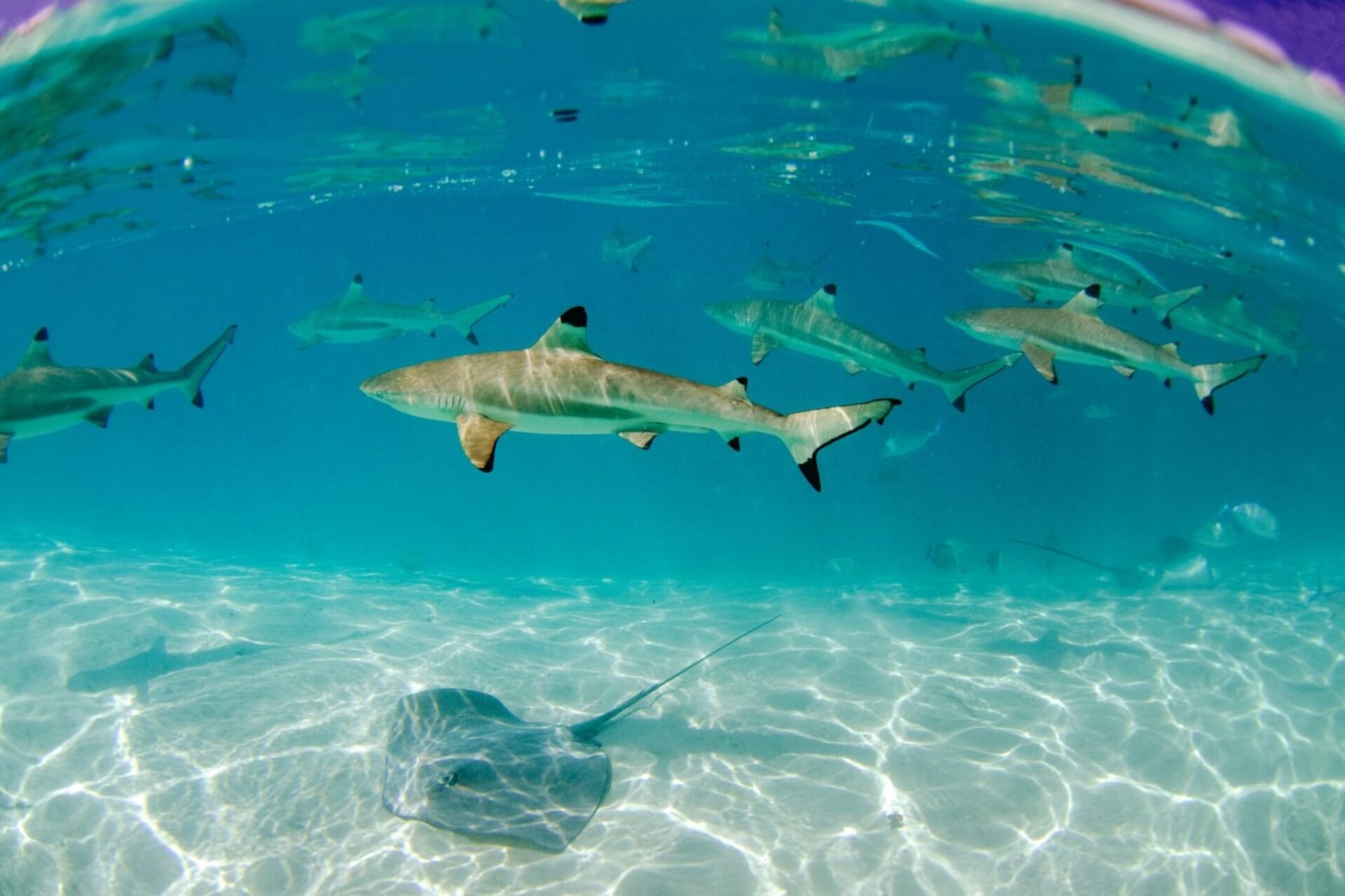 Underwater scene of blacktip reef sharks swimming above a sandy seabed, accompanied by a stingray gliding near the ocean floor in clear blue water.