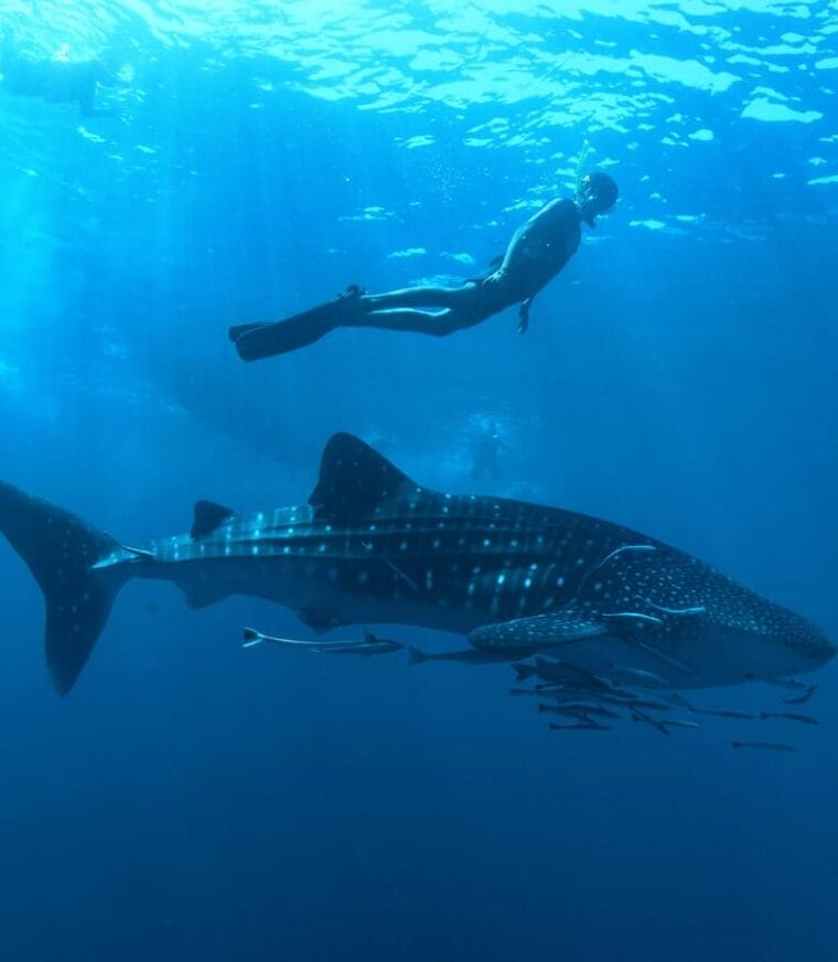 Underwater image of a whale shark swimming with a person snorkelling nearby.