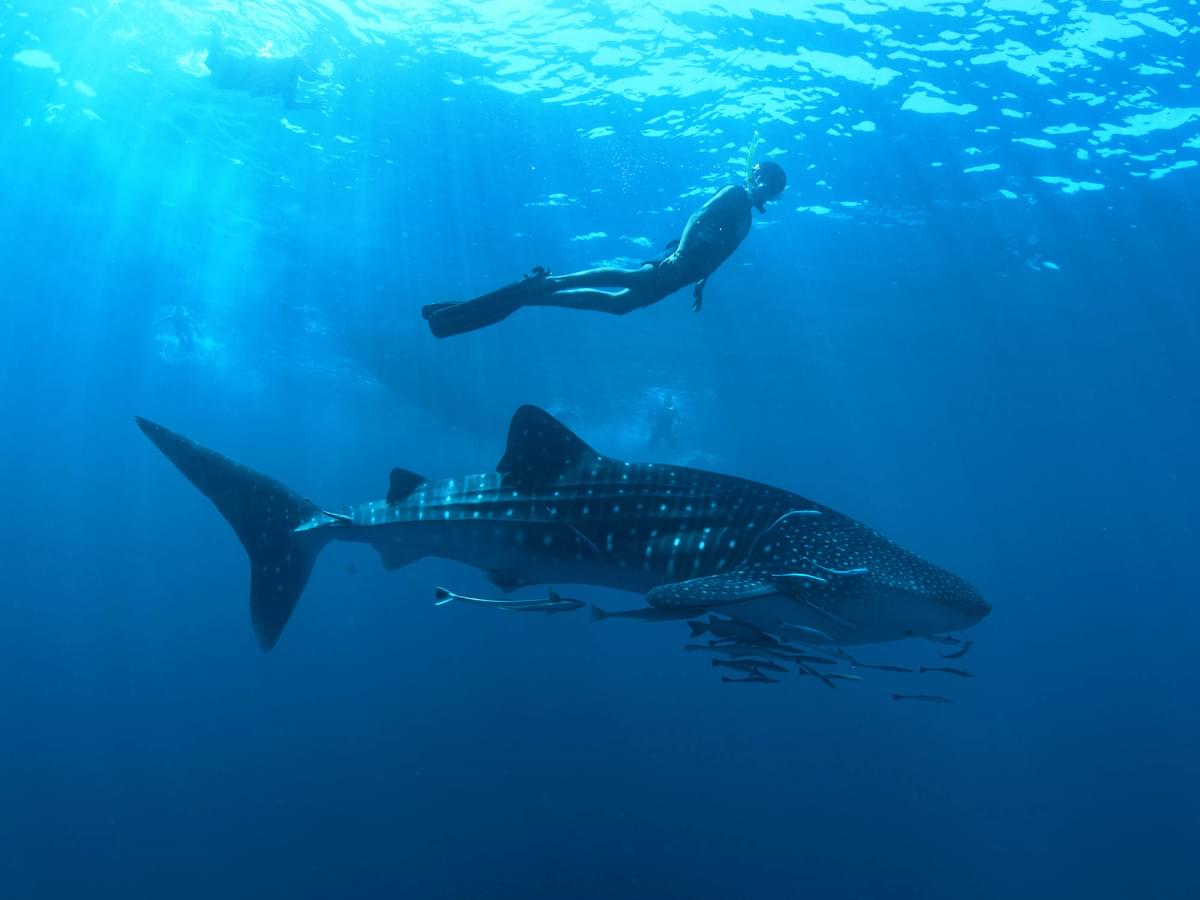 Underwater image of a whale shark swimming with a person snorkelling nearby.