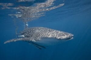 A whale shark swimming close to the ocean surface, showcasing its spotted skin pattern with light reflecting off the water.